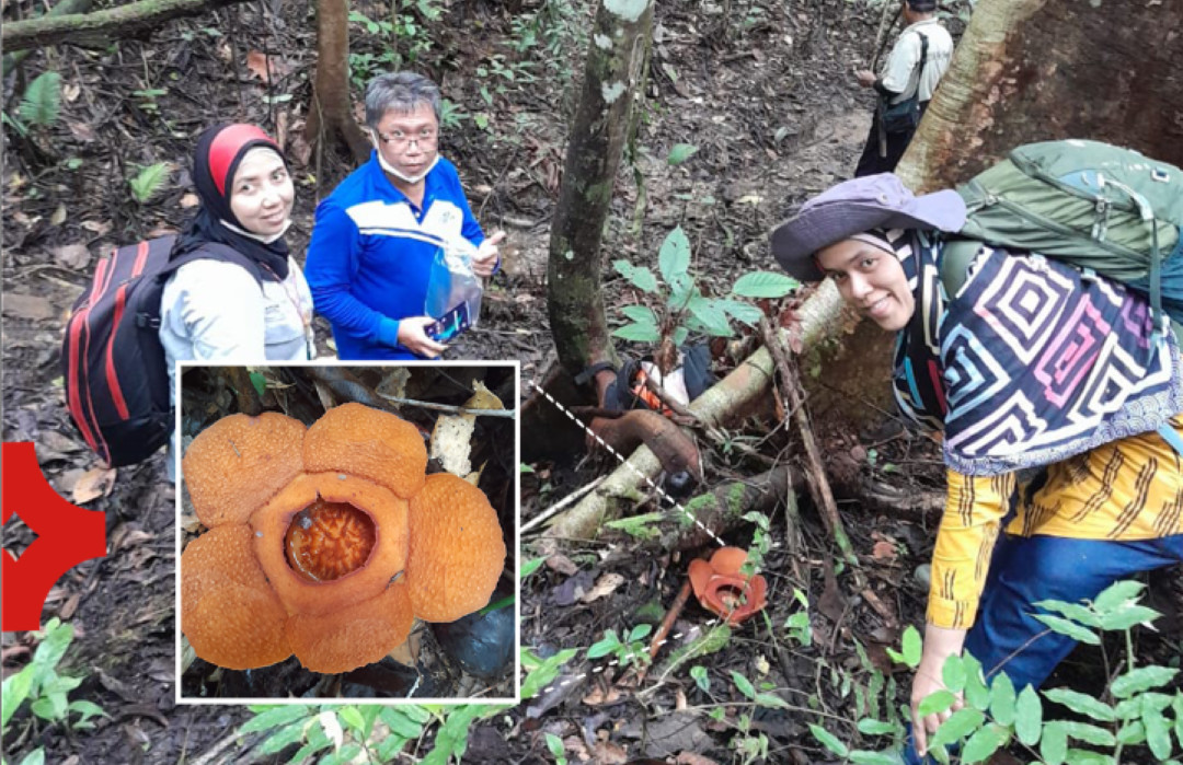 Tahukah Kamu? Setelah 40 Tahun, Spesies Bunga Rafflesia di Kalimantan Timur Terungkap!