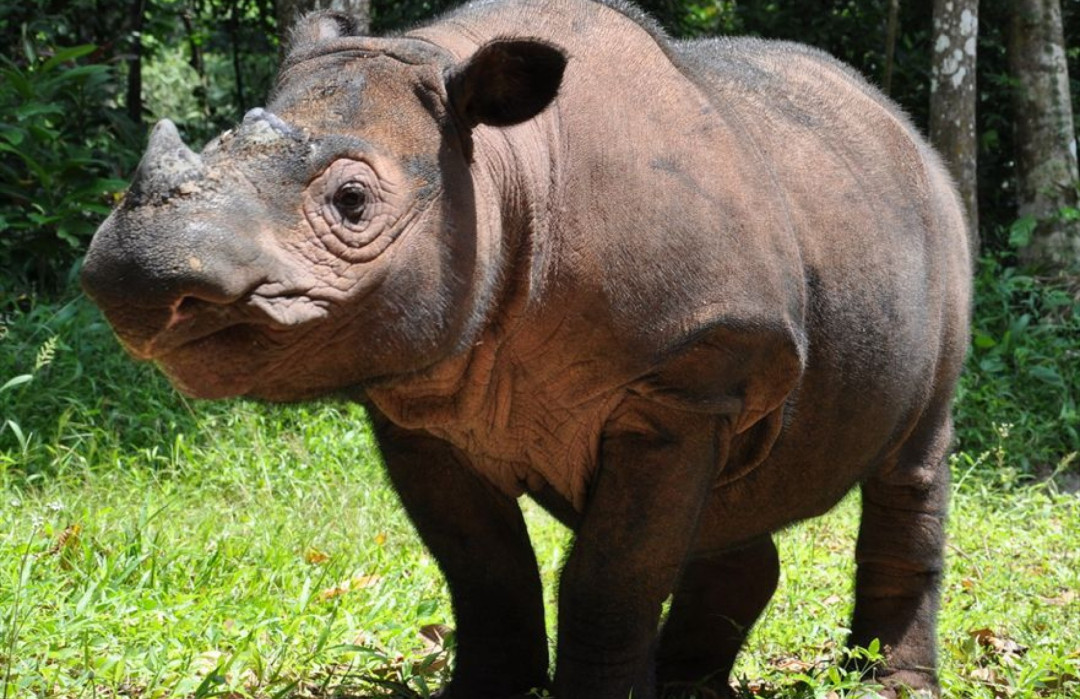 Tahukah Kamu? Badak Sumatra di Kalimantan Hanya Tersisa Dua Ekor Betina!