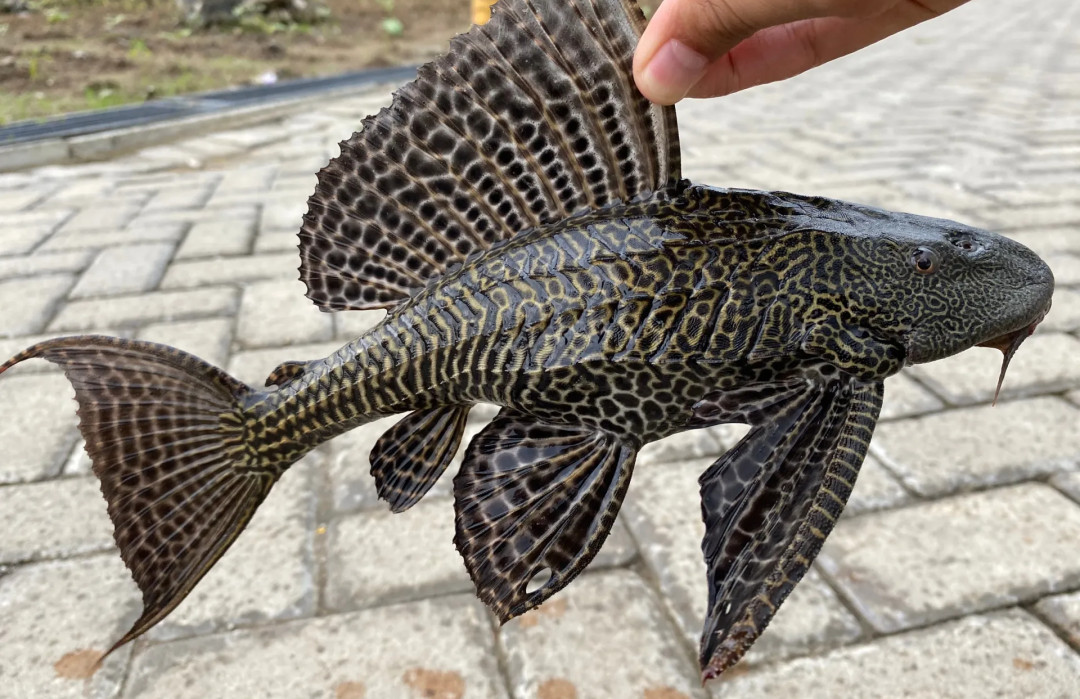 Tahukah Kamu? Berbagai Bentuk Ancaman dari Ikan Sapu-Sapu bagi Ekosistem
