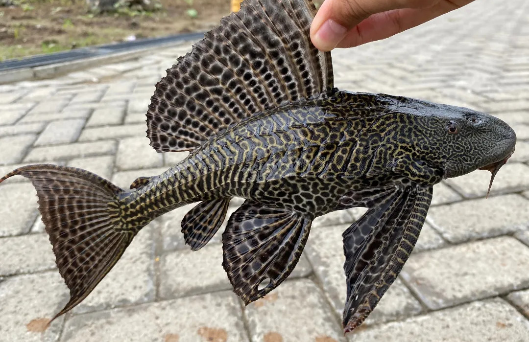 Tahukah Kamu? Berbagai Bentuk Ancaman dari Ikan Sapu-Sapu bagi Ekosistem