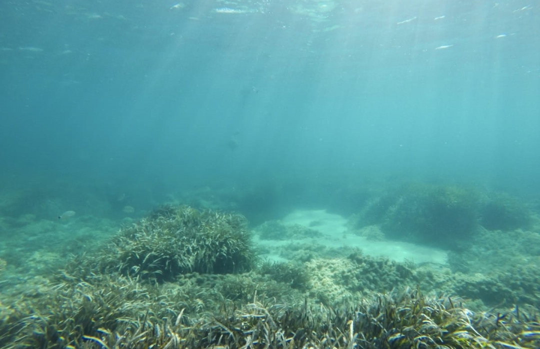 Surga di Bawah Laut: Mengapa Indonesia Disebut sebagai Amazon Lautan Dunia